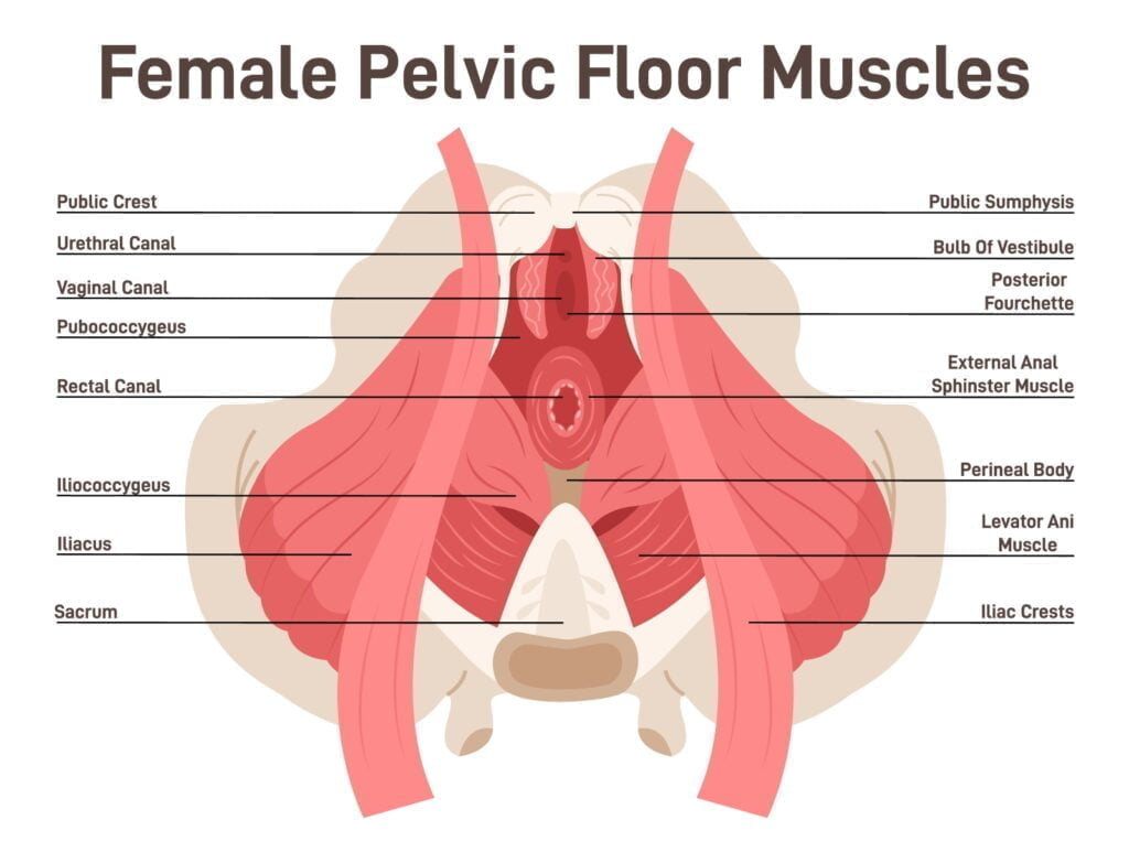 All Different Vulva Types are Completely Normal - Poosh